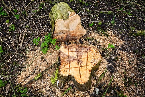 tree.jpg